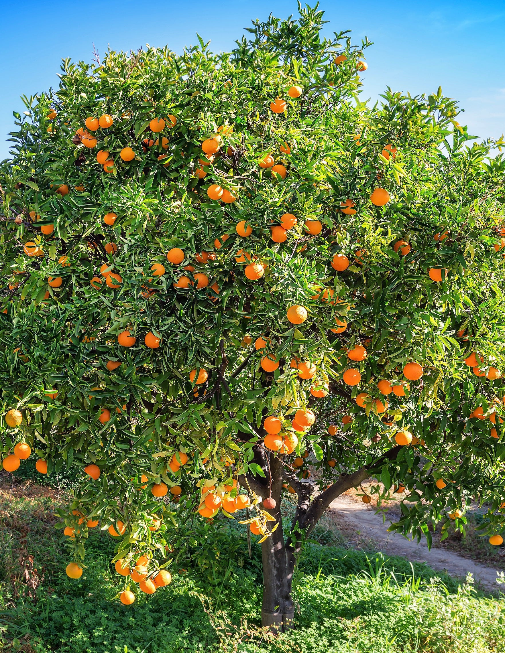 Cara Cara Orange Tree | The Sill