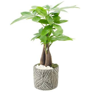 4-1/2 in. Money Tree Tropico Leaf Gray Ceramic Planter | The Home Depot