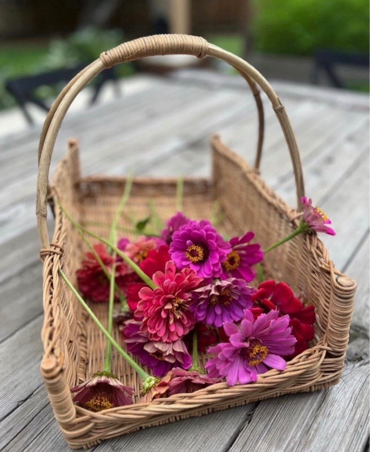 This Creative Co-Op basket is what I reach for when I’m out cutting zinnias. It’s the perfect size for gathering blooms and feels nice and sturdy for everyday use. I also love that it looks beautiful sitting out when it’s not being used in the garden. One of those pieces I’m always glad I have 🌸

#LTKSaleAlert #LTKSeasonal #LTKSpringSale