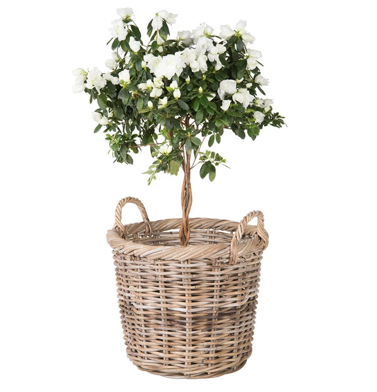 Ayriauna Round Rattan Basket | Wayfair North America