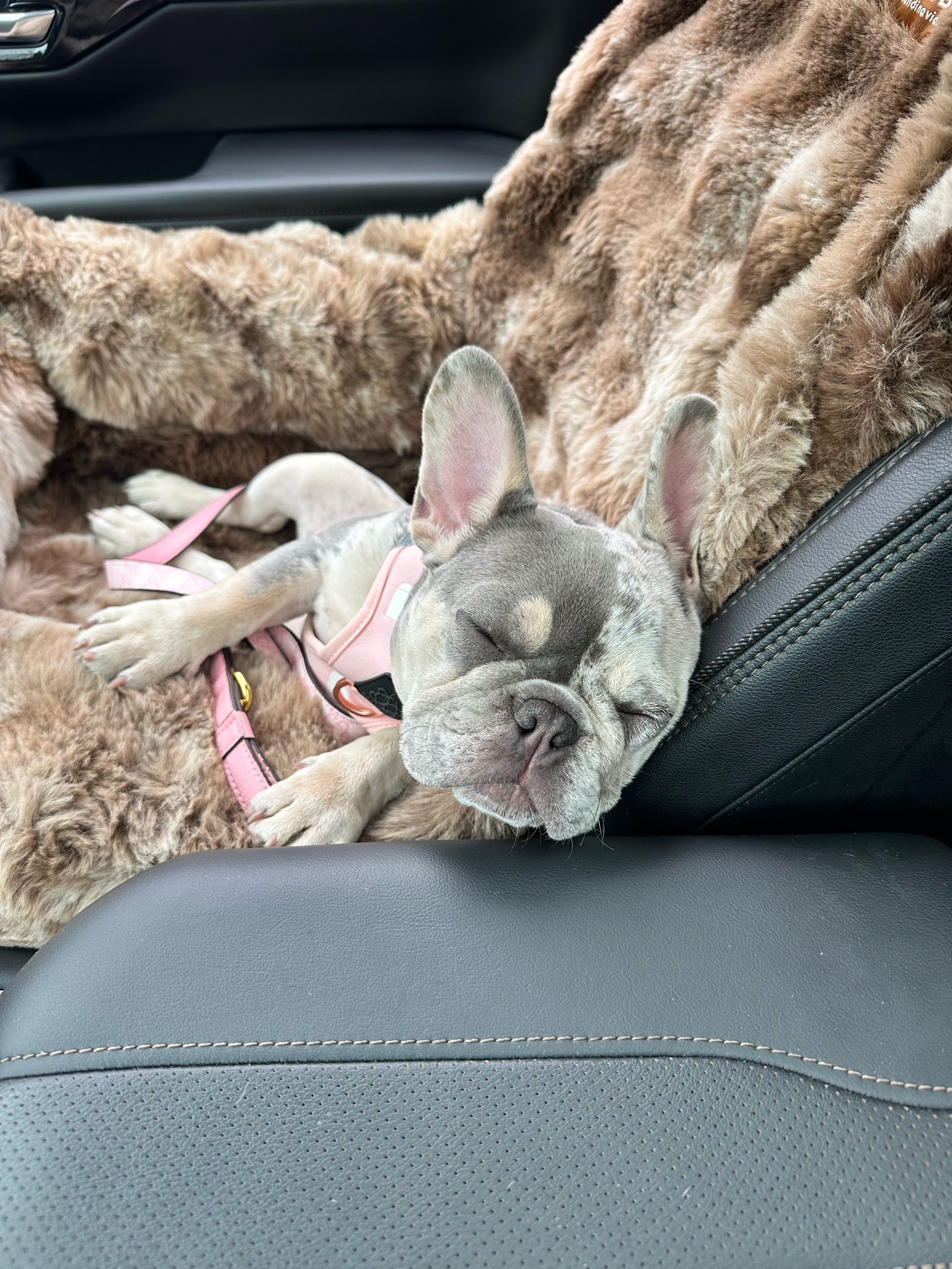The BEST car dog bed! And trust me I’ve bought a few 🤪
