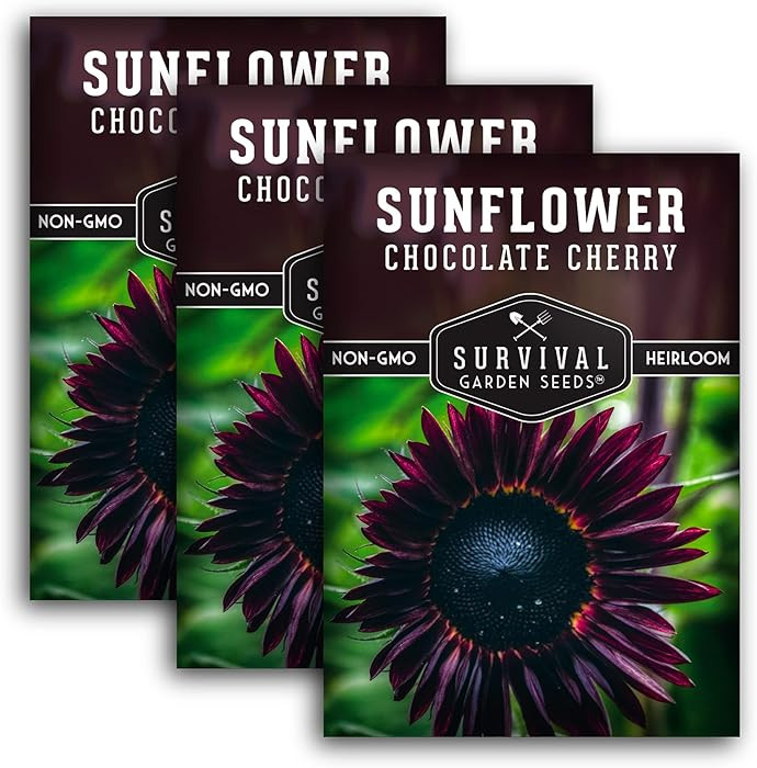 Chocolate Cherry Sunflower Seeds for Planting | Rare Burgundy Black Blooms, 6-7ft Giant Non-GMO H... | Amazon (US)