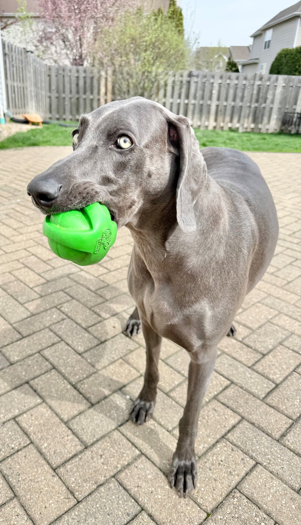 Mom, can we play?
It’s so nice out! 

@hartzpets 
 DuraPlay Ball Squeaky Latex Dog Toy
I get Sight the three pack off of @amazon 

#LTKSaleAlert #LTKHome