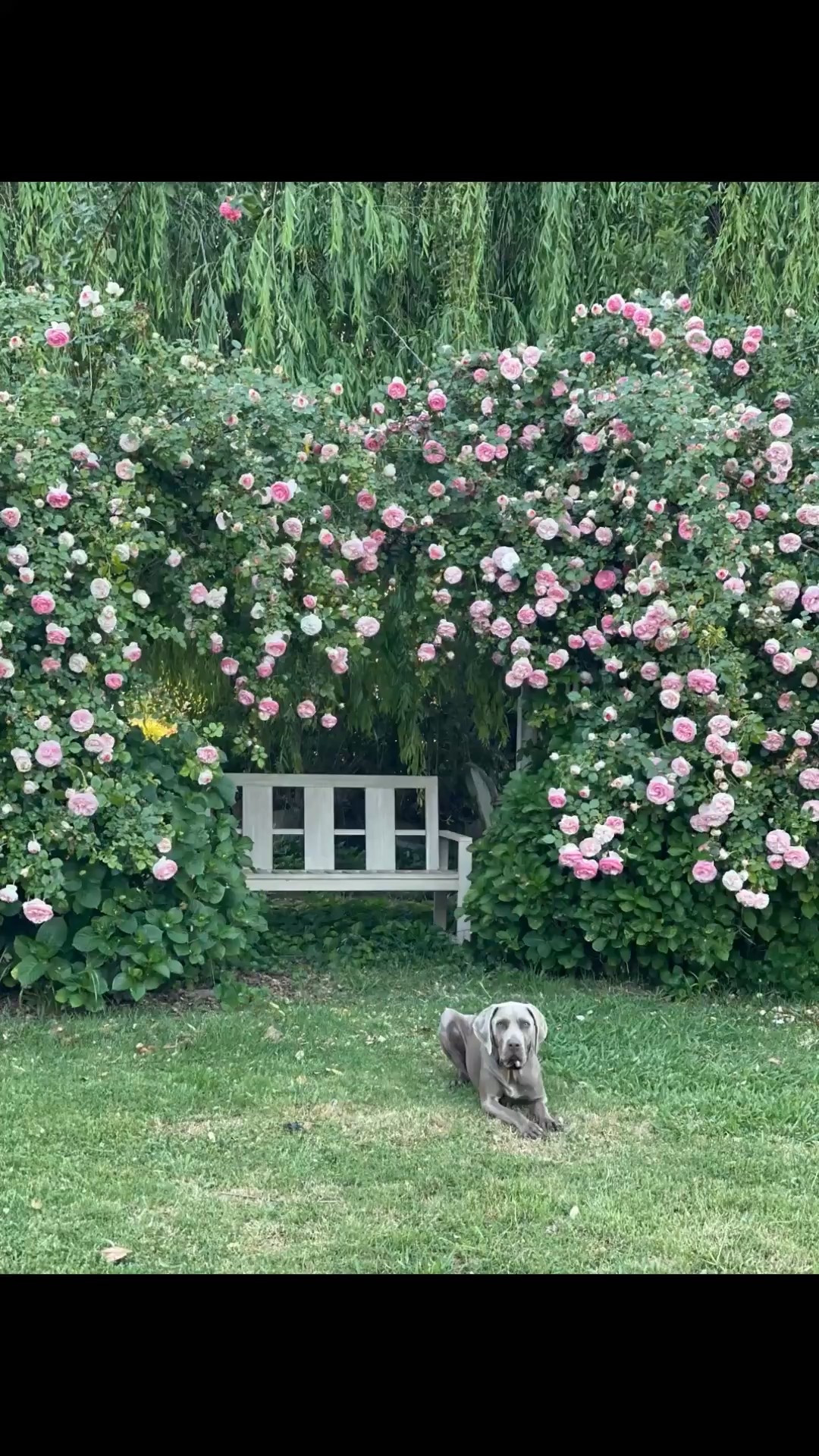 This beautiful pink climbing rose bush will make a great Valentine’s Day gift! We have one on each side of the trellis // arbor. 💗

#LTKValentine #LTKSeasonal #LTKHome