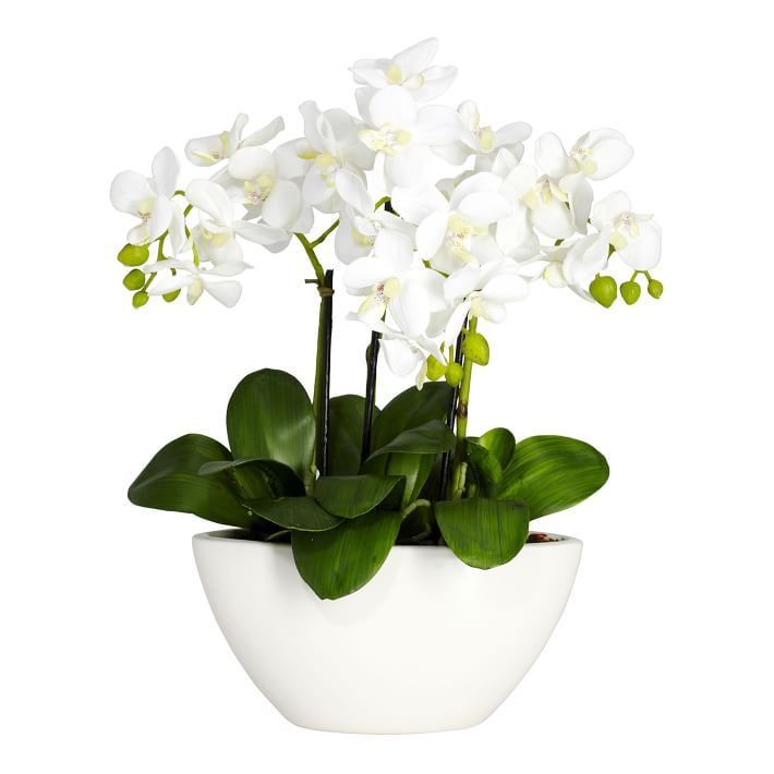 Faux Potted Orchid Arrangement | Pottery Barn Teen