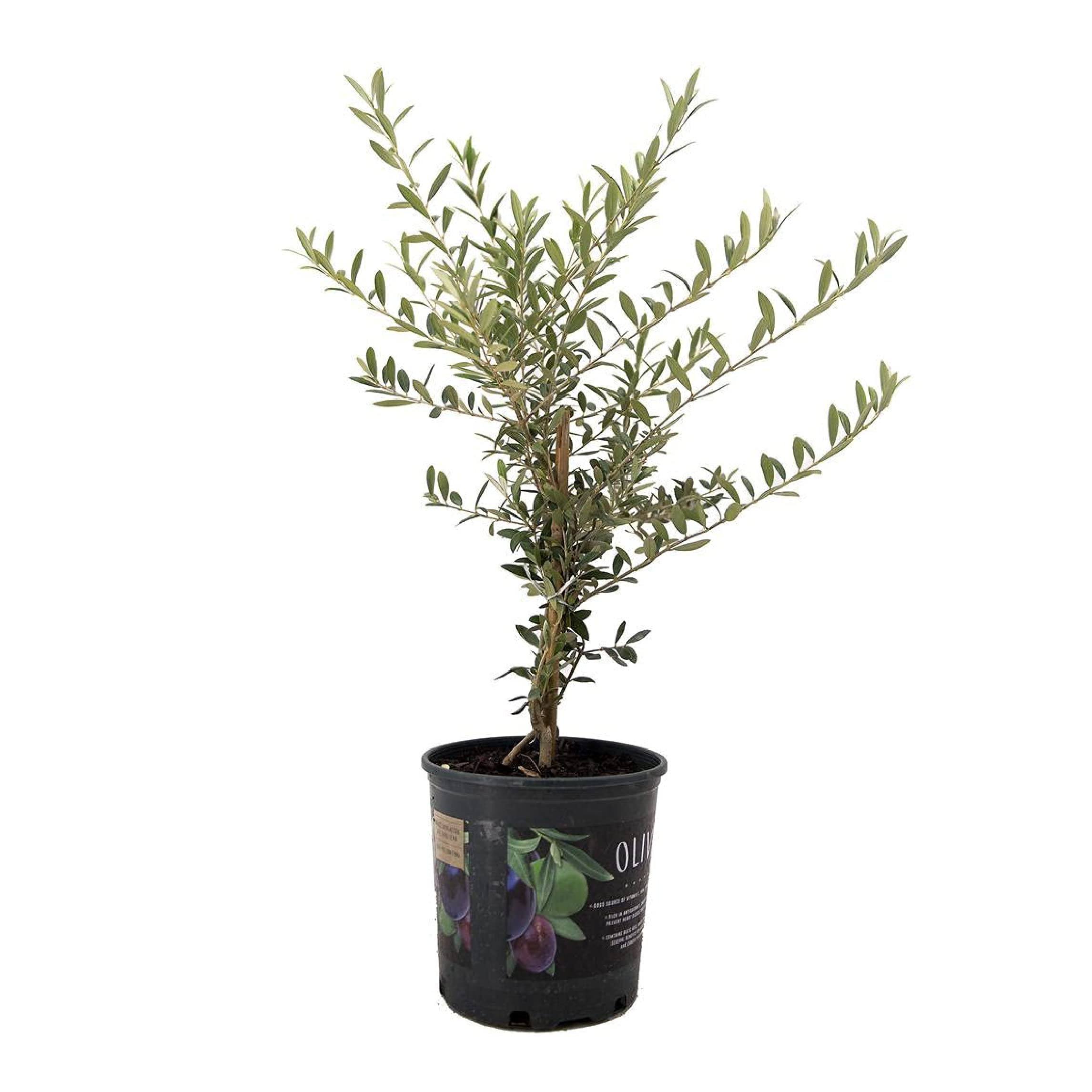 American Plant Exchange Arbequina Olive Tree – Live 6-Inch Pot, Fruit Bearing Tree, Cold Hardy ... | Amazon (US)