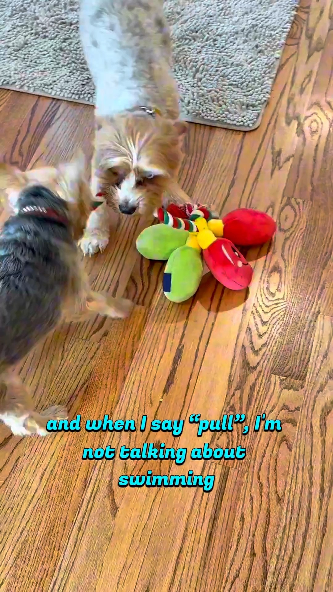 Dog Christmas Rope Toy. Sabby and Bleu love this toy all year around! It burns energy and has them playing together. 
Christmas Dog Toy|Dog Rope Toy 
🔗https://bit.ly/RBHOUSEWIFE

RealBoringHousewife on LTK
👉🏽Follow
🛎️Subscribe/Notifications 
💋Make your Wishlist




#LTKGiftGuide #LTKHoliday #LTKSaleAlert
