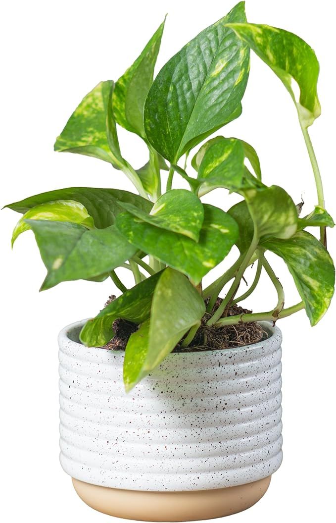 Costa Farms Live Pothos Plant, Easy Care Vining Live Indoor Houseplant, Air Purifying Trailing Pl... | Amazon (US)