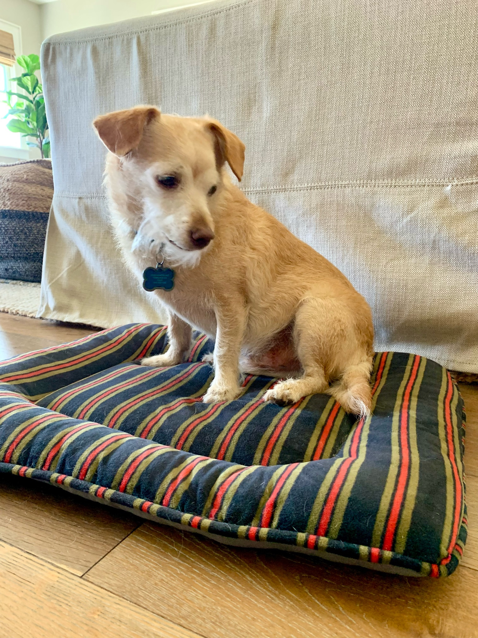 Our little fur baby is so spoiled.  He literally has a dog bed in every room of the house. Here’s a round up of my favorite dog beds and accessories!

#dog beds #dog food #dog food bowls.

#LTKhome #LTKunder50