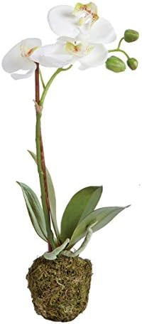 Napa CC 15" PHALAENOPSIS DROP-IN, 3x12x18 Inches | Amazon (US)