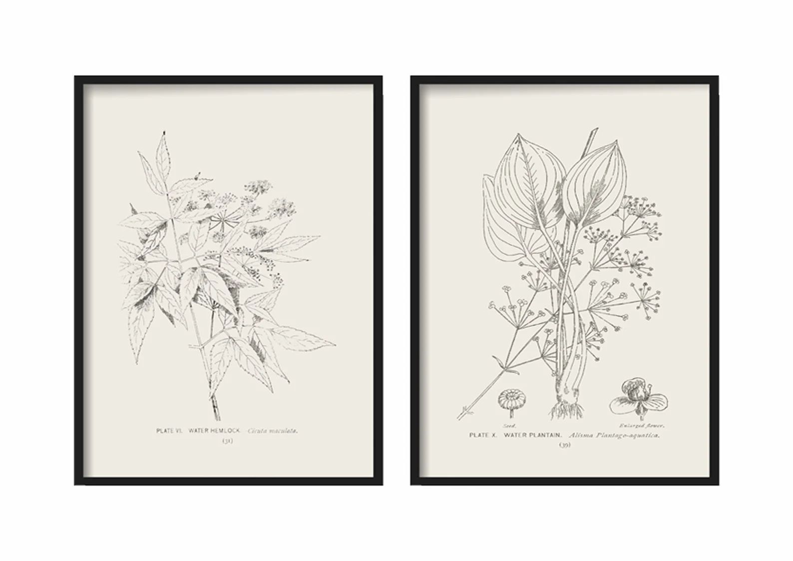 Botanical Print Set of 2 - Botanical Vintage Prints - Vintage Botanical Print Set - Vintage Botan... | Etsy (US)