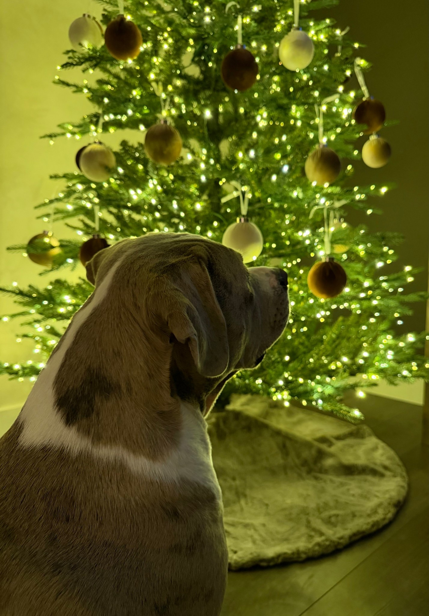 Cozy neutral Christmas tree from target and velvet ornaments from Amazon that are currently on sale 

#LTKSaleAlert #LTKSeasonal #LTKHoliday