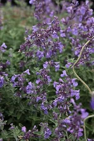 Amazon.com: Junior Walker Catmint Perennial - Nepeta faassenii - Shotgun Blooms -Quart Pot | Amazon (US)