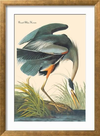 Great Blue Heron Art Print | Art.com