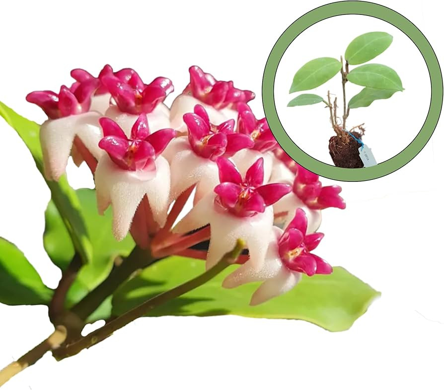 Hoya Patricia Starter Plant | Amazon (US)