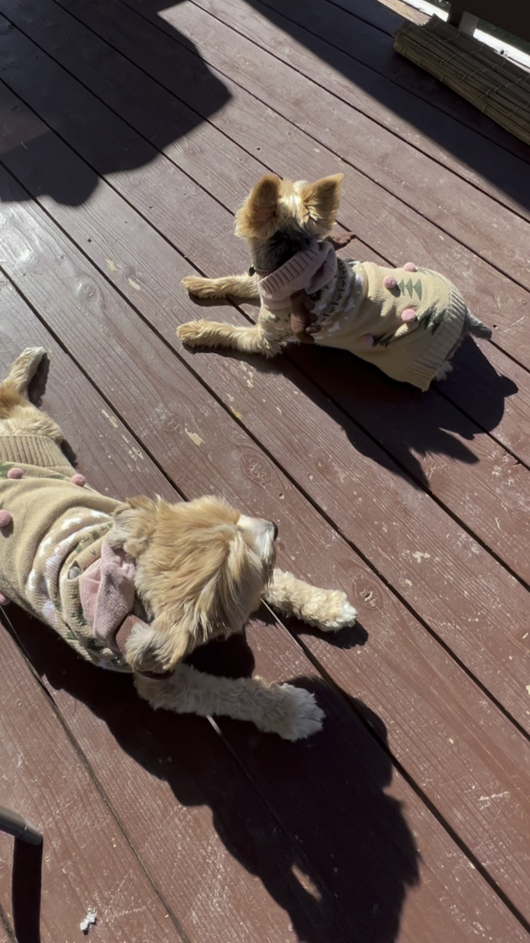 These are my favorite dog sweaters I’ve ever bought for my babies. They look so cute and are nice and warm for the weather  

#LTKSeasonal #LTKover40 #LTKHoliday