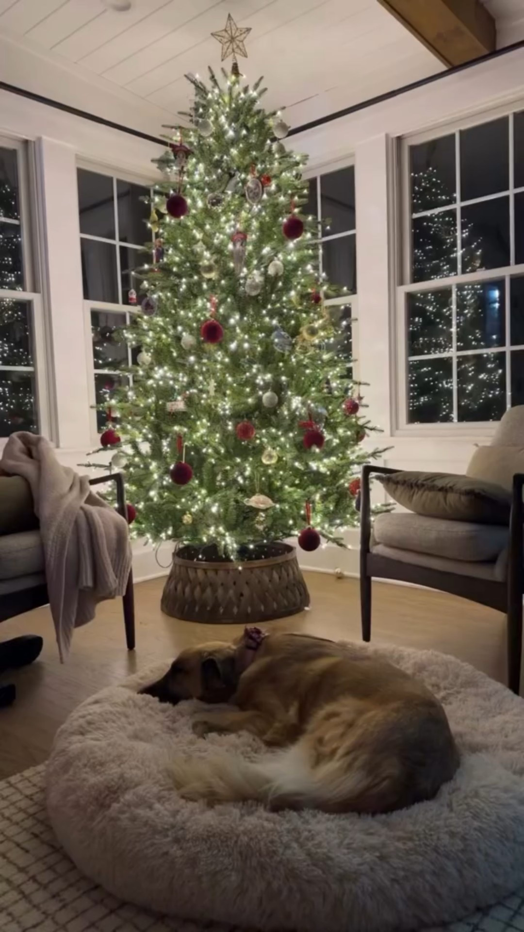 Samantha enjoying her dog bed!! I love this view  

#LTKdayinmylife #LTKHome #LTKHoliday