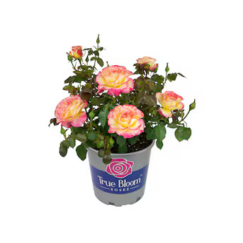 Altman Plants Multicolor True Bloom Sincerity Rose 8 -Quart 1.0 -Pack in Pot | Lowe's