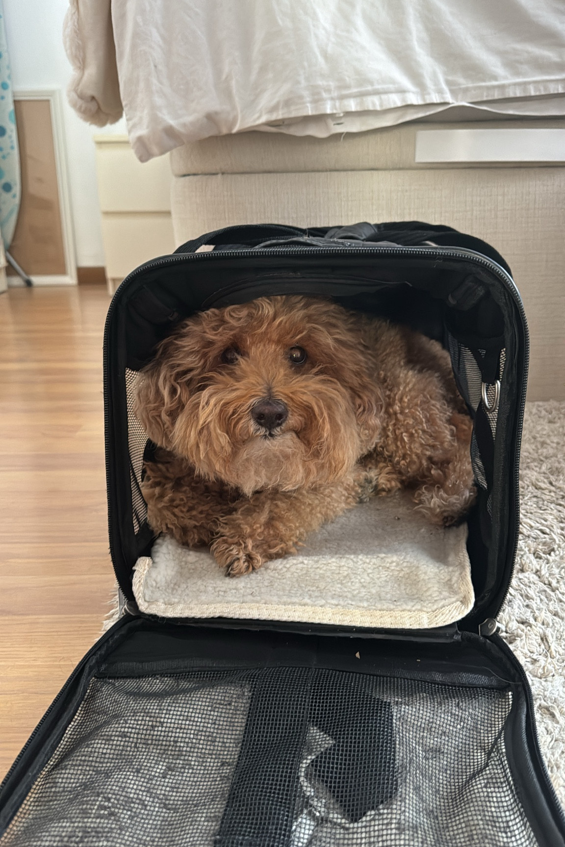 Best dog travel carrier! #travel #dog #travelcarrier

#LTKTravel