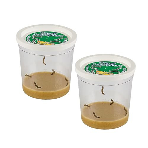 Insect Lore 2 Cups of Caterpillars Basic - 10 Live Baby Painted Lady Caterpillars - Refill for Habitat Kit - Caterpillars and Food Included | Amazon (US)