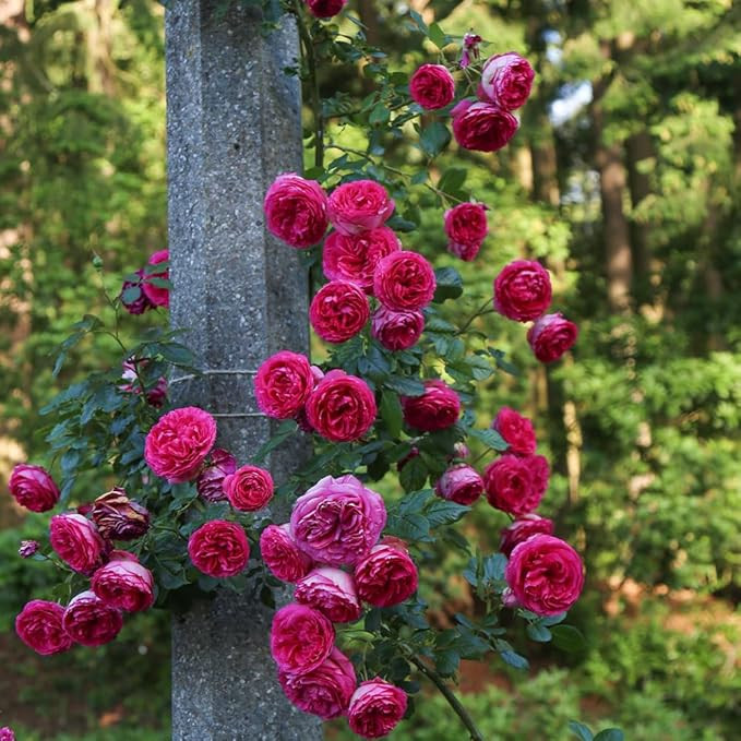 Amazon.com : Heirloom Climbing Roses, Live Own Root Plant for Outdoor Garden, Viking Queen, Very ... | Amazon (US)