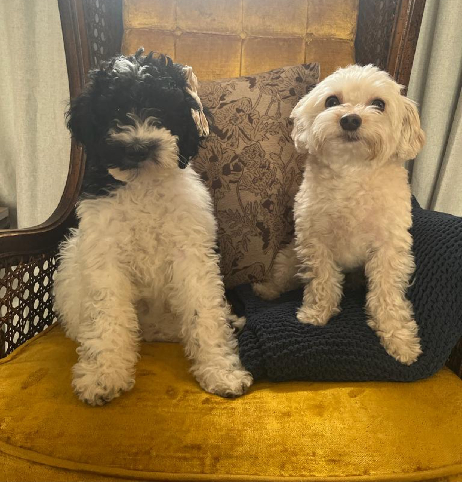 Doggie essentials we can’t live without! Xoxo, Oakley and Lola 🤣



Puppy essentials| New dog| doggie must haves| new pup 

#LTKFindsUnder50 #LTKFindsUnder100