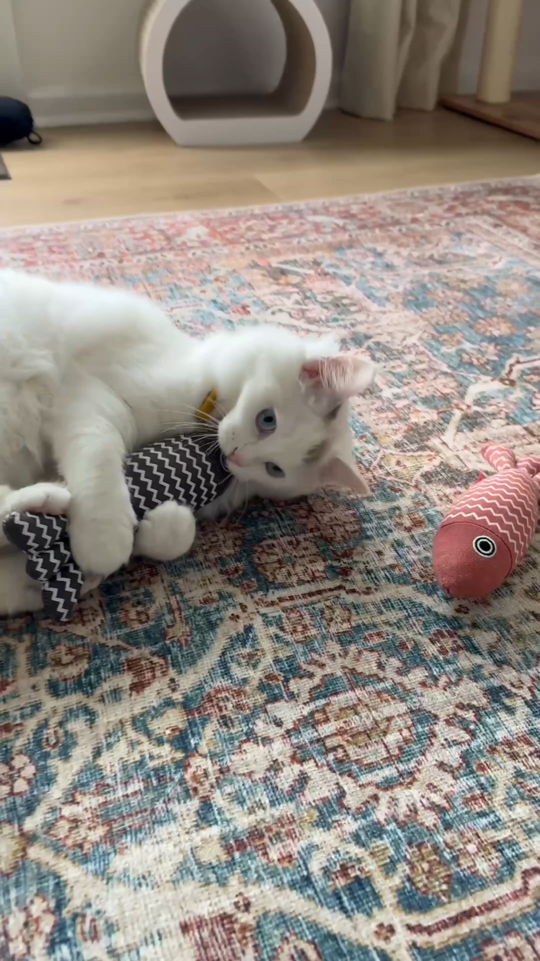 Keep your cat entertained for hours with this fun fish kicker toy! Perfect for playtime, kicking, and interactive fun. #CatToys #FishKicker #PetFavorites #CatPlaytime #LTKPet

#LTKPets