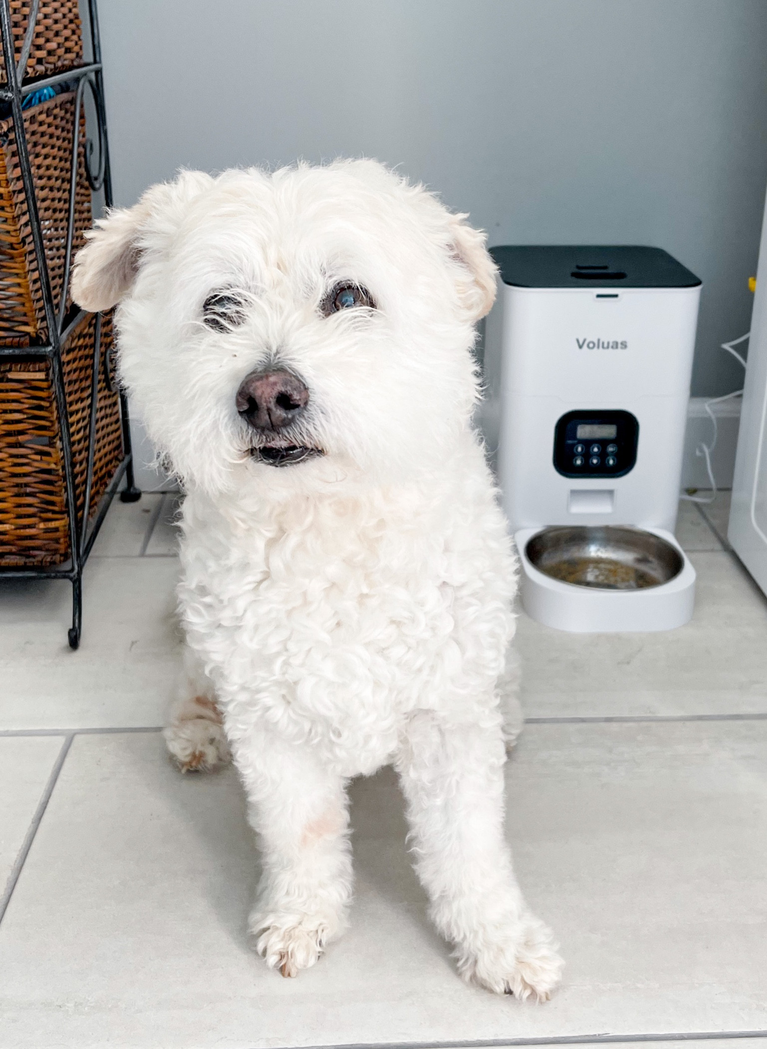 Automatic dog feeder can feed your pet  up to 4 times a day and you can program the amount and times! My dog loves it, plus it’s on major sale today for amazon prime day! 

#LTKxPrimeDay #LTKunder50 #LTKsalealert