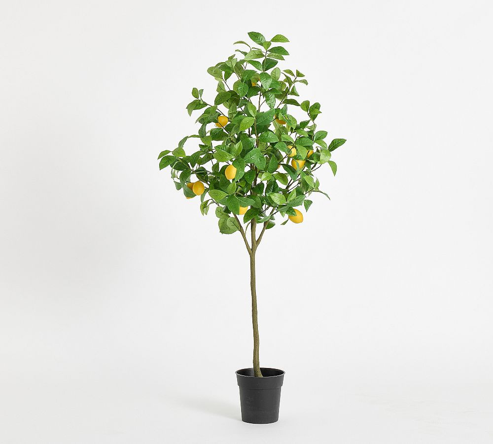 Lemon Tree 5Ft | Pottery Barn (US)