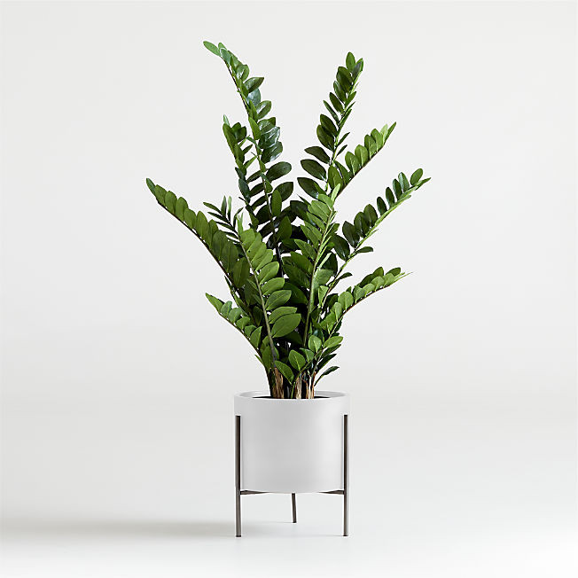 Artificial/Faux Potted ZZ Plant + Reviews | Crate & Barrel | Crate & Barrel