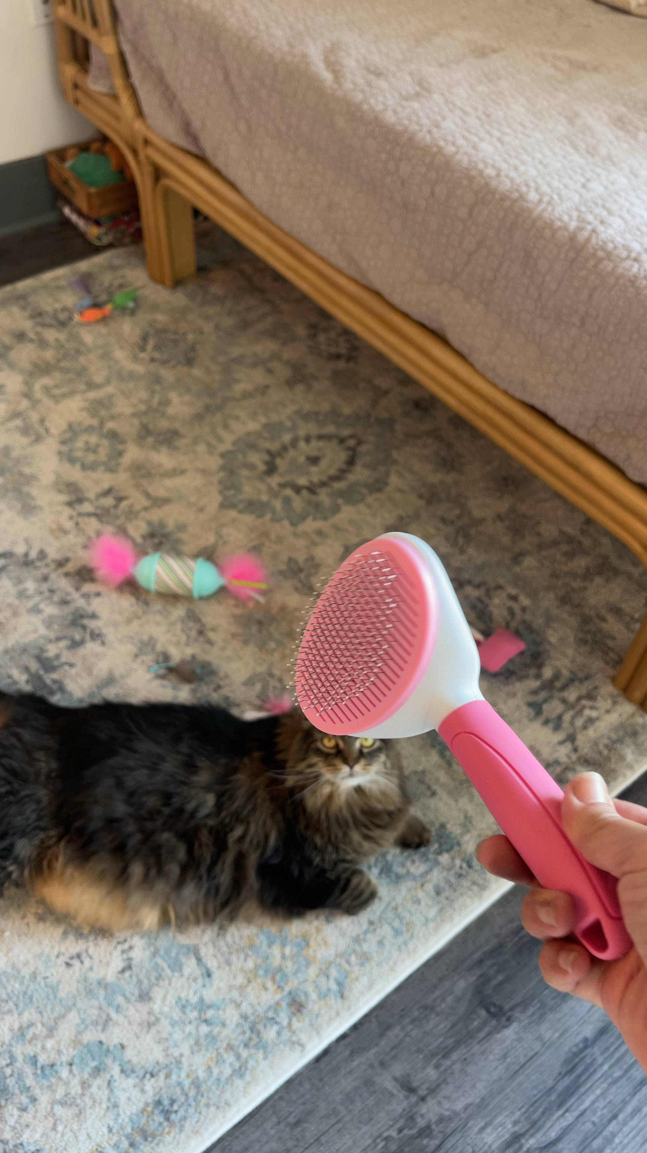 First brush we’ve had in 9 years Pen doesn’t run from but purrs with 

#LTKFindsUnder50 #LTKU #LTKHome