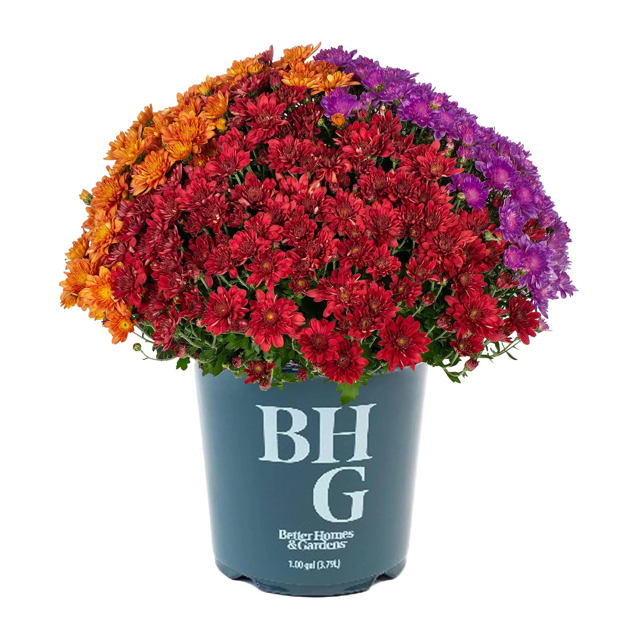 Better Homes & Gardens 1.5G Tricolor Mum Live Plant in Grower Pot | Walmart (US)