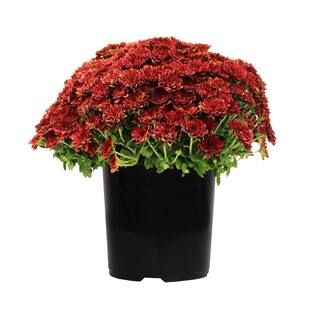 1 gal. Red Mum Chrysanthemum (Single) | The Home Depot