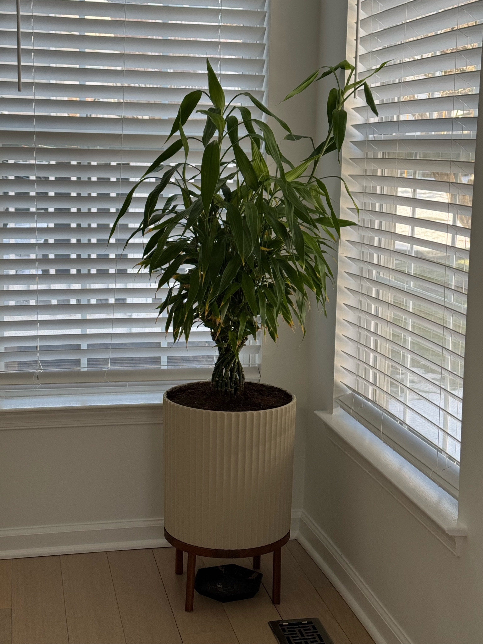 Large planter. Indoor planter. Outdoor planter. Amazon finds  

#LTKHome #LTKFindsUnder100 #LTKSaleAlert