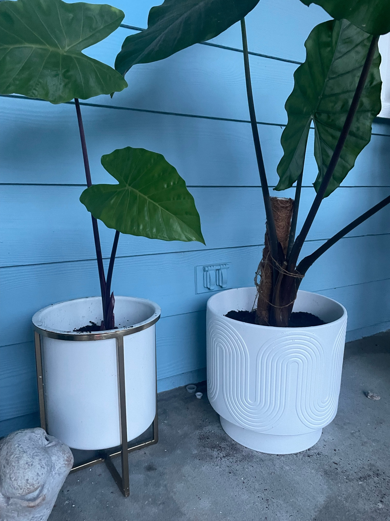 The cutest pots/planters!

#LTKGiftGuide #LTKhome #LTKFind
