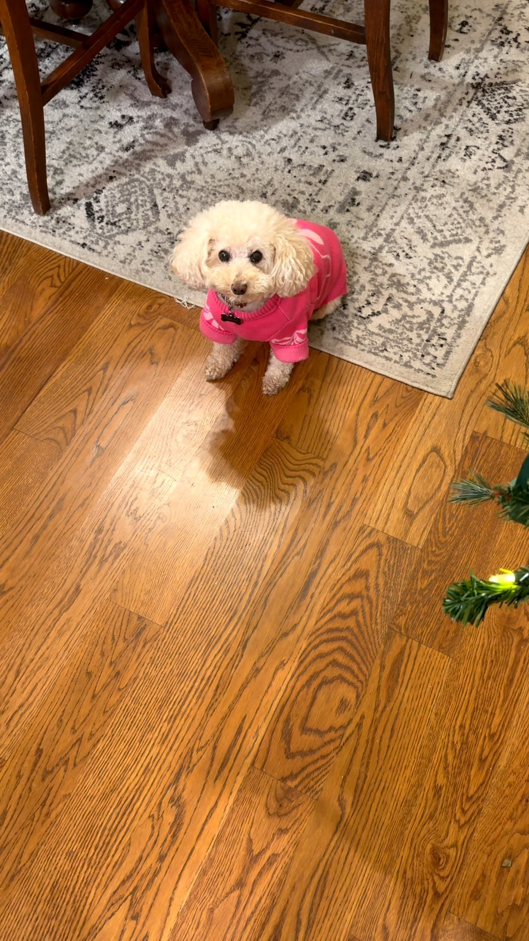 The cutest bow sweater for Kenzie! It’s really nice quality too! Comes in lots of patterns. Kenzie is wearing a medium and is 11 pounds  

#LTKSeasonal #LTKootd #LTKHome