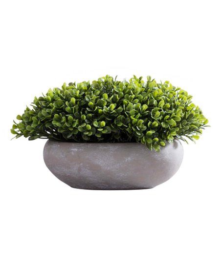 Green Potted Boxwood Arrangement | Zulily