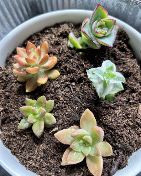 Did you know you can order live succulents on Amazon? 🤩✨🌱

#LTKSeasonal