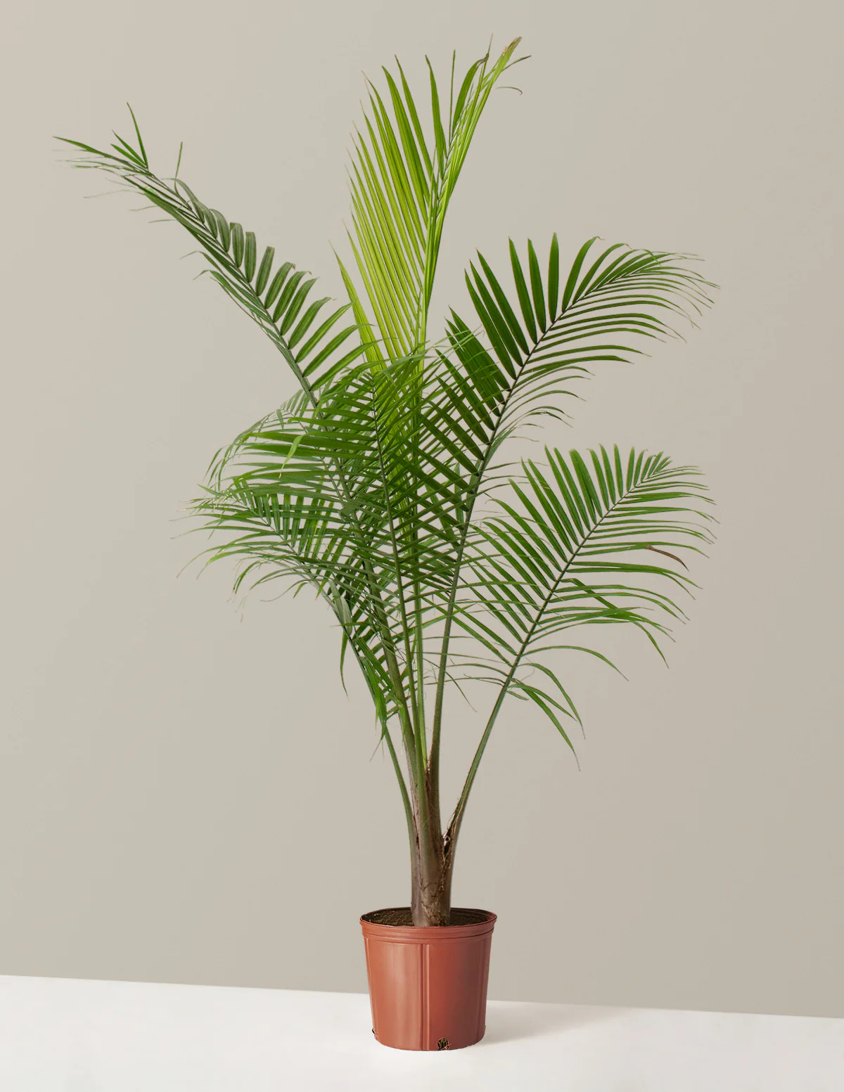 Large Majesty Palm | Indoor Plants & Houseplants for Delivery | The Sill
