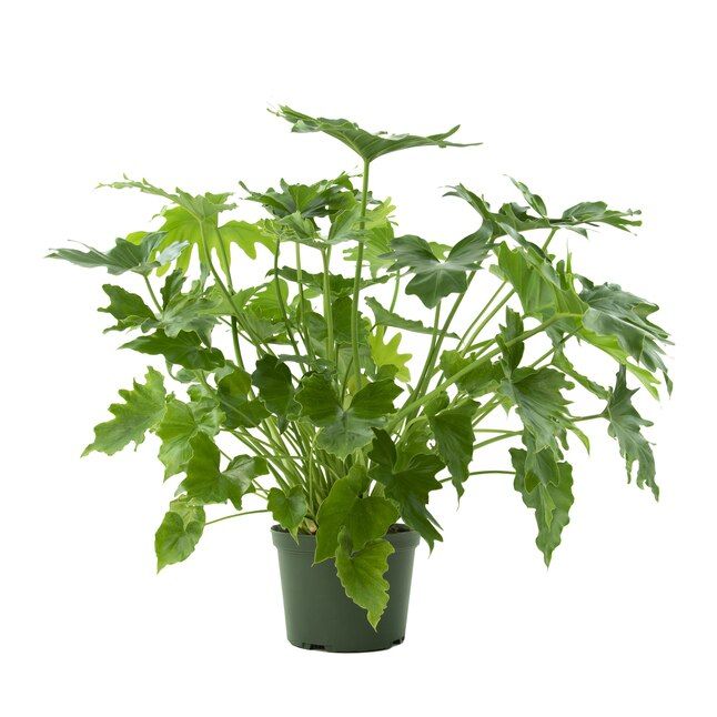 National Plant Network Split-leaf Philodendron House Plant in 1-in Pot | Lowe's