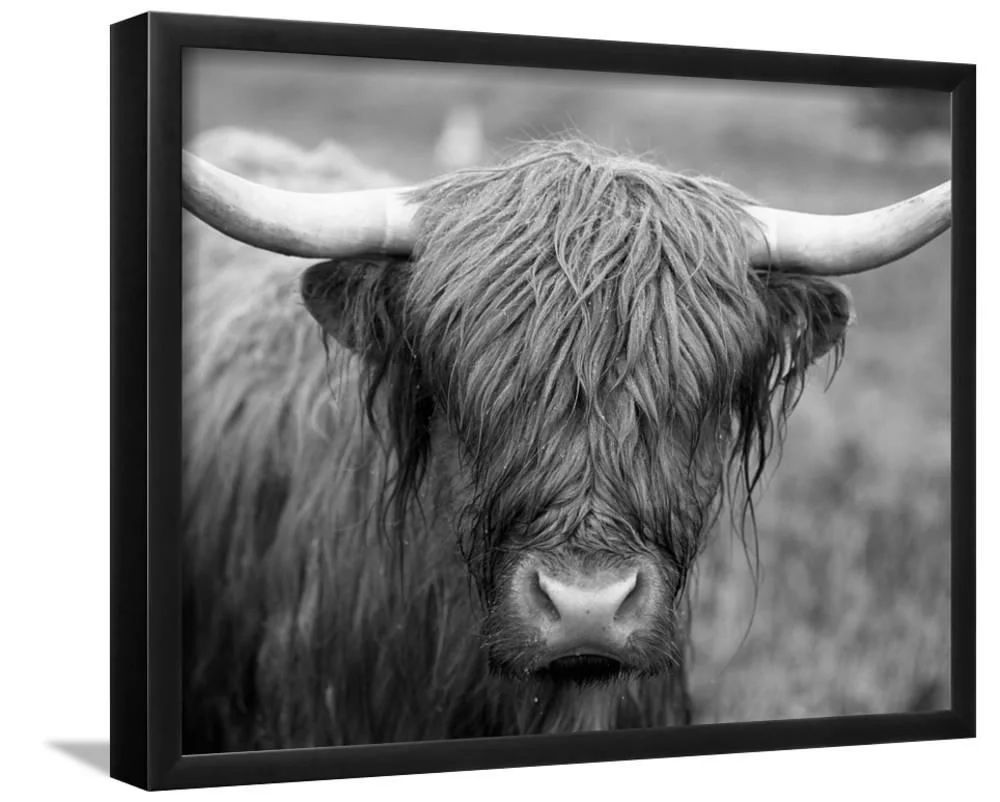 Art.com Grayscale Highland Cow, 16 x 20 Framed Canvas Wall Art by Robert Harding | Walmart (US)