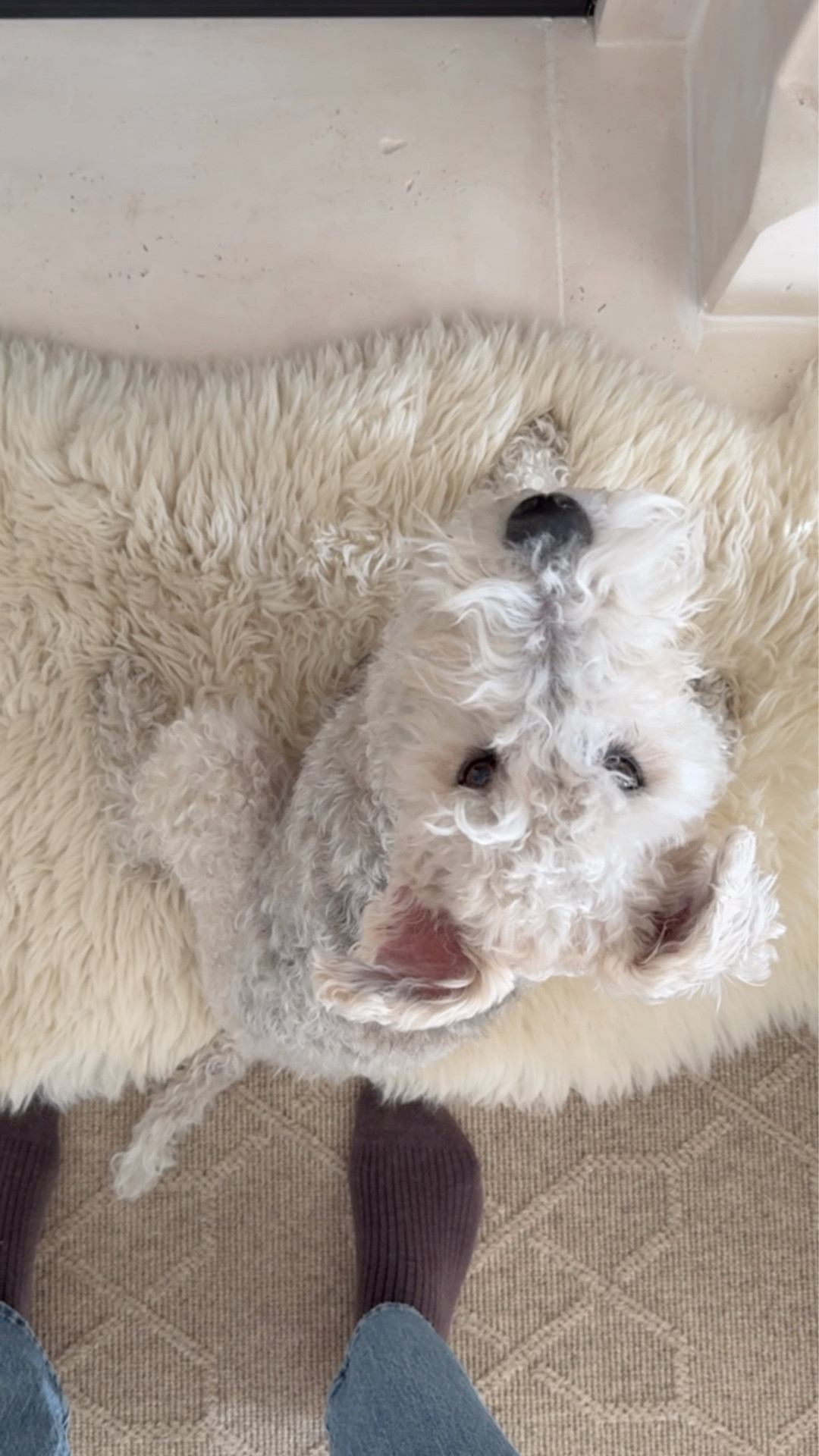 My furry fireplace friend… Cash and I both love a sheepskin layered over our woven rug in front of the fire.

#LTKSeasonal #LTKHome