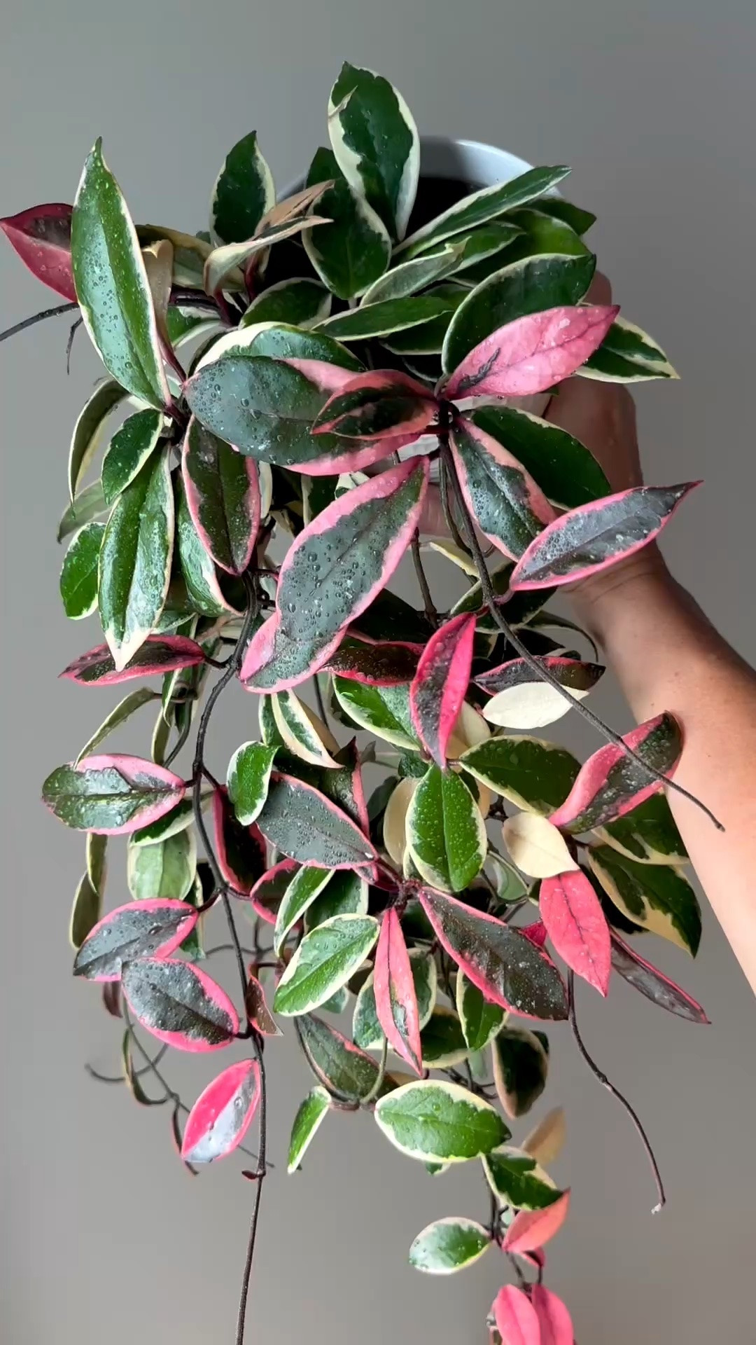 No lipstick or makeup needed! This #hoyapinkflamingo, aka #hoyapurplepride, is stunning just as she is.

Maybe we need a new phrase too… AI-independent! 😜 This plant is completely natural, no filters, no enhancements, just showing off in the nude. 🤪🤷‍♀️🤣

Liz’s personal care experience only…every environment is different:
🪴Light: in a south window
🪴Water: when dry
🪴Avg Temp last 30 days: 74F
🪴Relative Humidity last 30 days: 45%
🪴Fussy: not for me
🪴Rate of growth: medium 
🪴Rareness: not commonly found in stores, but in a lot of private collections lately.
🪴Pot size: 4”
🪴Potting Mix: Sol Soils
🪴Fertilizer: I apply a nutrient-rich fertilizer tailored for Hoyas approximately every other watering when the plant isn’t dormant. It’s packed with essential macro and micronutrients, it’s the best I’ve found for hoyas!
🪴Rooting Method: in my custom coco coir mix in a clear plastic prop box on top of a heat mat, under a strong grow light. 
🪴Time In My Care: 2 years 
🌸Age until 1st bloom: none yet
🪴Would Liz recommend this one: 100% yes!

👍follow for more & 🏷️ save for future reference 

#ilovehoyas #hoyacollector #hoyaappreciation