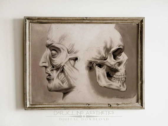 Vintage Head Anatomy Print  Moody Medical Skull and Face - Etsy | Etsy (US)