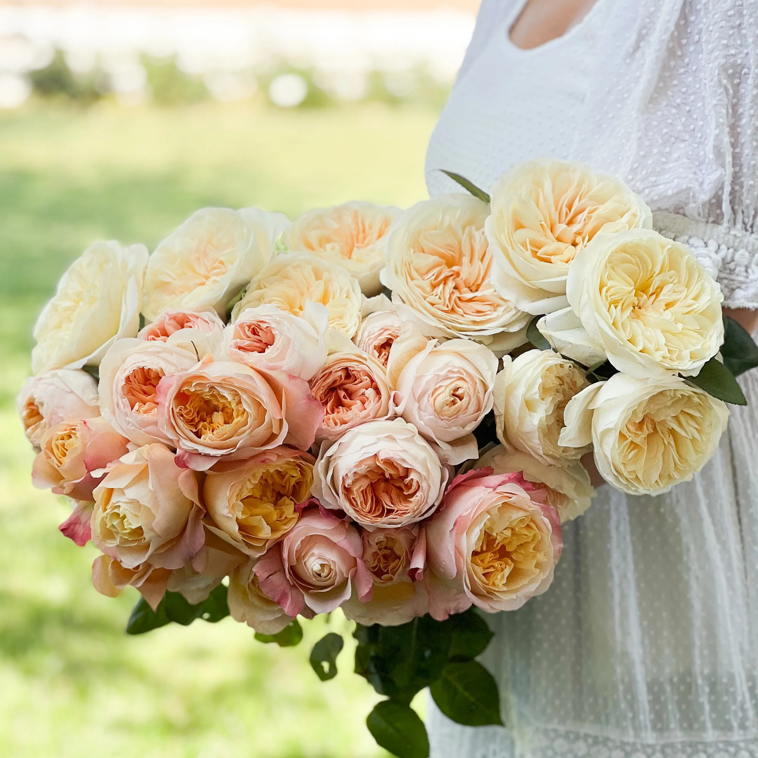 David Austin Peaches and Cream Garden Rose Bundle | grace rose farm