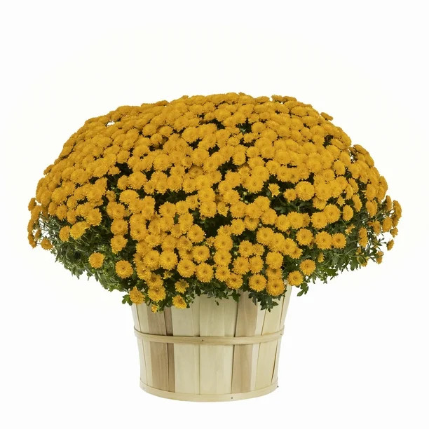 Better Homes & Gardens 2.5G Orange Garden Mum Live Plants with Decorative Pot | Walmart (US)