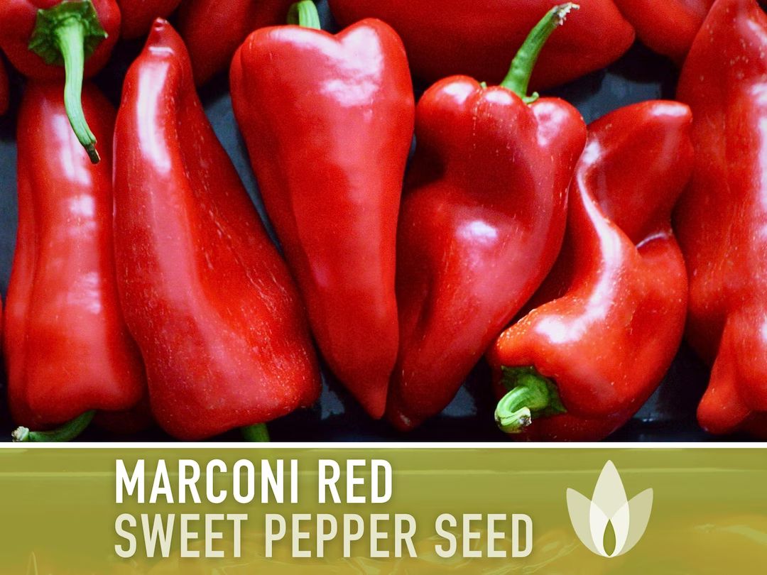 Marconi Red Sweet Pepper Heirloom Seeds - Etsy | Etsy (US)