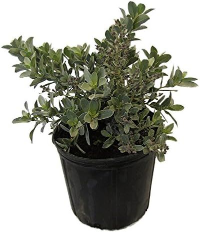 American Plant Exchange Live Silver Buttonwood Plant, Plant Pot for Home and Garden Decor, 10" Po... | Amazon (US)