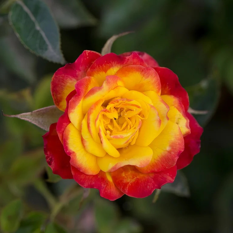 National Plant Network Live Shrub 4" Sunblaze Mini Rose 'Rainbow' (3-Pack) with Full Sunlight | Walmart (US)
