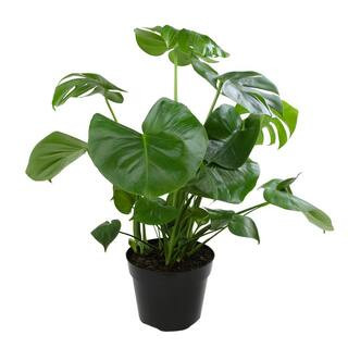 ALTMAN PLANTS Monstera Deliciosa Swiss Cheese Plant Indoor Houseplant in 8 in. Grower Pot 0881614... | The Home Depot